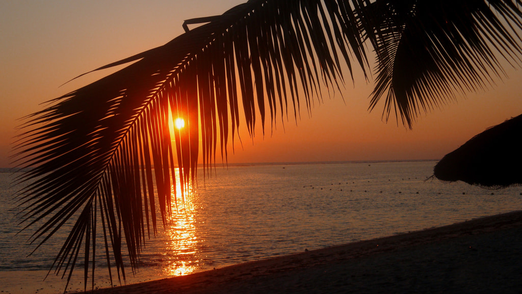 Warm sunset light through a coconut palm frond at Flic-en-Flac, Mauritius.